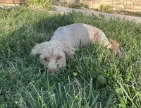 Cassi, a female Cockapoo for sale in Rolla, MO – Photo 6 of 7