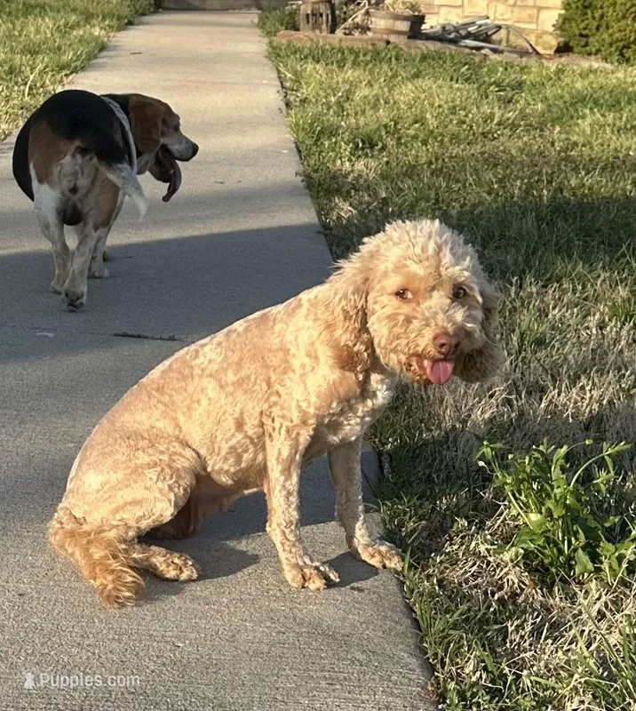 Cassi – Cockapoo puppy for sale in Rolla, MO