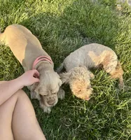 Cassi, a female Cockapoo for sale in Rolla, MO – Photo 7 of 7