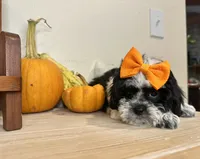 Janet, a female Shihpoo for sale in Rolla, MO – 3 of 7