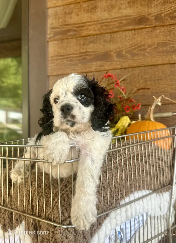 Domino – Cocker Spaniel puppy for sale in Rolla, MO