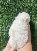 Jack , a male Shihpoo for sale in Rolla, MO – 3 of 3