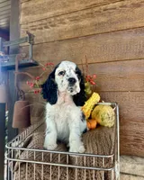 Domino, a male Cocker Spaniel for sale in Rolla, MO – 5 of 6