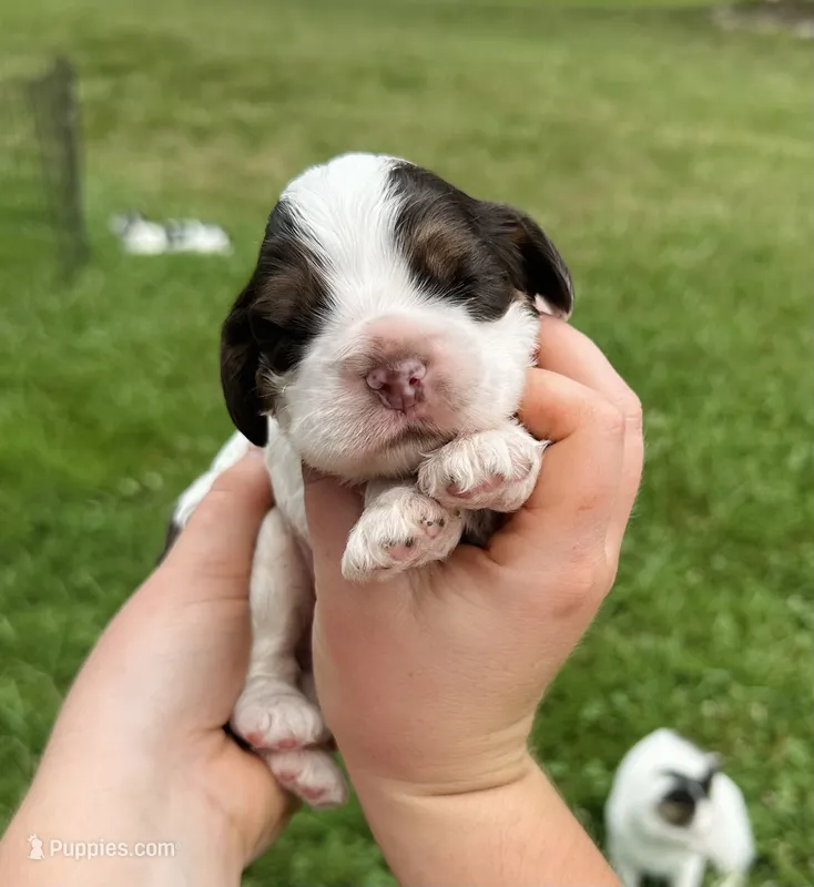 Clue – Cocker Spaniel puppy for sale in Rolla, MO