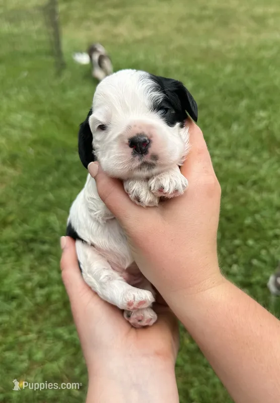 Domino – Cocker Spaniel puppy for sale in Rolla, MO