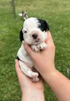 Domino, a male Cocker Spaniel for sale in Rolla, MO – 1 of 2