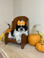Janet, a female Shihpoo for sale in Rolla, MO – 1 of 7