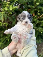 Solo, a female Cockapoo for sale in Rolla, MO – 2 of 3