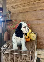Domino, a male Cocker Spaniel for sale in Rolla, MO – 3 of 6