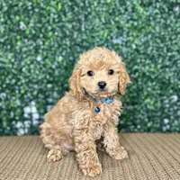 Harry, a male Cockapoo and Poodle - Toy  for sale in Rolla, MO – Photo 3 of 6