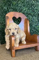 Harry, a male Cockapoo for sale in Rolla, MO – Photo 1 of 4