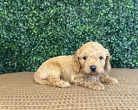 Harry, a male Cockapoo for sale in Rolla, MO – Photo 2 of 4