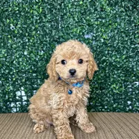 Harry, a male Cockapoo and Poodle - Toy  for sale in Rolla, MO – Photo 6 of 6