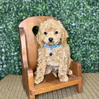 Harry, a male Cockapoo and Poodle - Toy  for sale in Rolla, MO – Photo 5 of 6