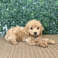 Harry, a male Cockapoo and Poodle - Toy  for sale in Rolla, MO – Photo 2 of 6