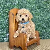 Harry, a male Cockapoo and Poodle - Toy  for sale in Rolla, MO – Photo 4 of 6
