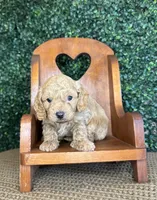Harry, a male Cockapoo for sale in Rolla, MO – Photo 3 of 4