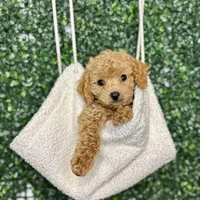 Harry, a male Cockapoo and Poodle - Toy  for sale in Rolla, MO – Photo 1 of 6
