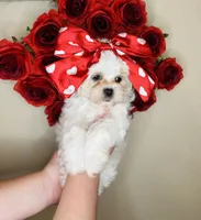 processed/b9f8af1c-1472-4a05-9021-71416eb55cf7/listing/2dceadd4-216e-445a-88a9-4469ffe27024/091109ee-492d-42ef-8c2c-0c7827b251ae