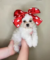 processed/b9f8af1c-1472-4a05-9021-71416eb55cf7/listing/2dceadd4-216e-445a-88a9-4469ffe27024/22039668-514e-49e7-8ee6-519a2801fca3