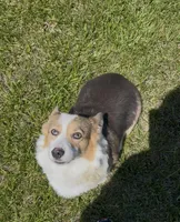 Lotza, a female Pembroke Welsh Corgi for sale in Rolla, MO – 4 of 5