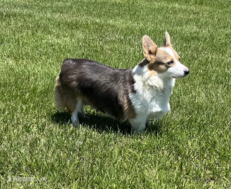 Lotza – Pembroke Welsh Corgi puppy for sale in Rolla, MO