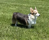 Lotza, a female Pembroke Welsh Corgi for sale in Rolla, MO – 2 of 5