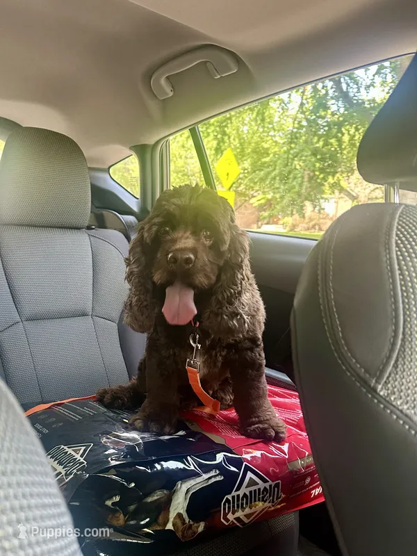 Nova – Cocker Spaniel puppy for sale in Rolla, MO