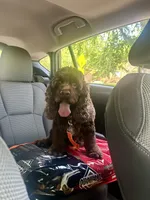 Nova, a female Cocker Spaniel for sale in Rolla, MO – 2 of 4