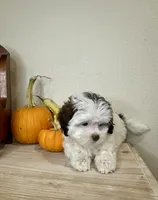 Chrissy, a female Shihpoo for sale in Rolla, MO – 4 of 6