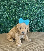 Hennie, a female Cockapoo for sale in Rolla, MO – Photo 5 of 5