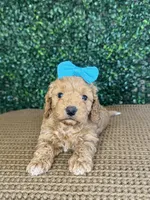 Hennie, a female Cockapoo for sale in Rolla, MO – Photo 2 of 5