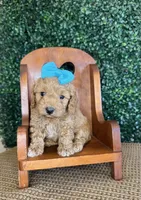 Hennie, a female Cockapoo for sale in Rolla, MO – Photo 4 of 5