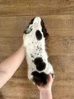 Clue, a male Cocker Spaniel for sale in Rolla, MO – 5 of 5