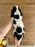 Domino, a male Cocker Spaniel for sale in Rolla, MO – 6 of 6