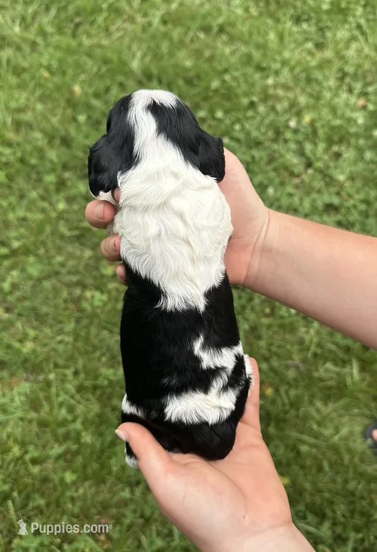 Jenga  – Cocker Spaniel puppy for sale in Rolla, MO