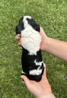 Jenga , a female Cocker Spaniel for sale in Rolla, MO – 1 of 2