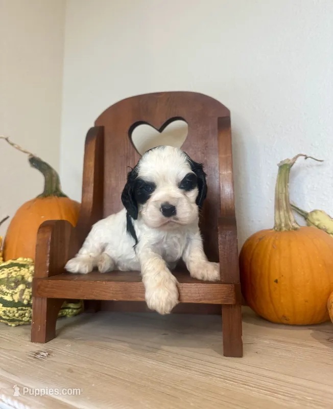 Dice  – Cocker Spaniel puppy for sale in Rolla, MO