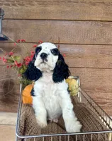 Dice , a male Cocker Spaniel for sale in Rolla, MO – 2 of 7
