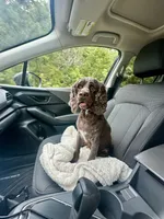 Nova, a female Cocker Spaniel for sale in Rolla, MO – 1 of 4