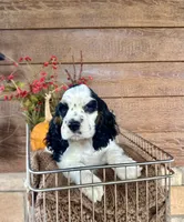 Dice , a male Cocker Spaniel for sale in Rolla, MO – 5 of 7