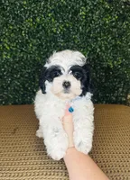 processed/b9f8af1c-1472-4a05-9021-71416eb55cf7/listing/49d9554f-5aa7-4683-8cff-2b0938ecd562/99a8a532-bacd-44c4-8ec1-a512ff406523