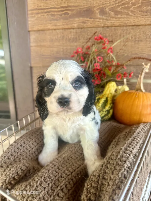 Dice  – Cocker Spaniel puppy for sale in Rolla, MO