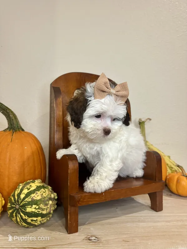 Chrissy – Shihpoo puppy for sale in Rolla, MO
