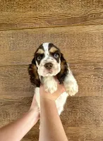 Clue, a male Cocker Spaniel for sale in Rolla, MO – 2 of 5