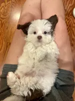 Chrissy, a female Shihpoo for sale in Rolla, MO – 3 of 6