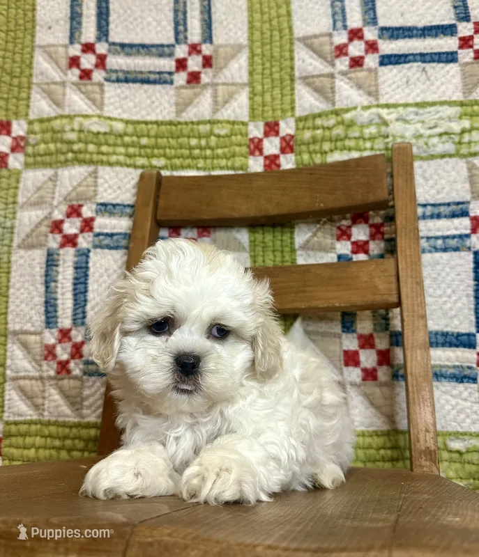Jack  – Shihpoo puppy for sale in Rolla, MO