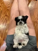 Janet, a female Shihpoo for sale in Rolla, MO – 7 of 7