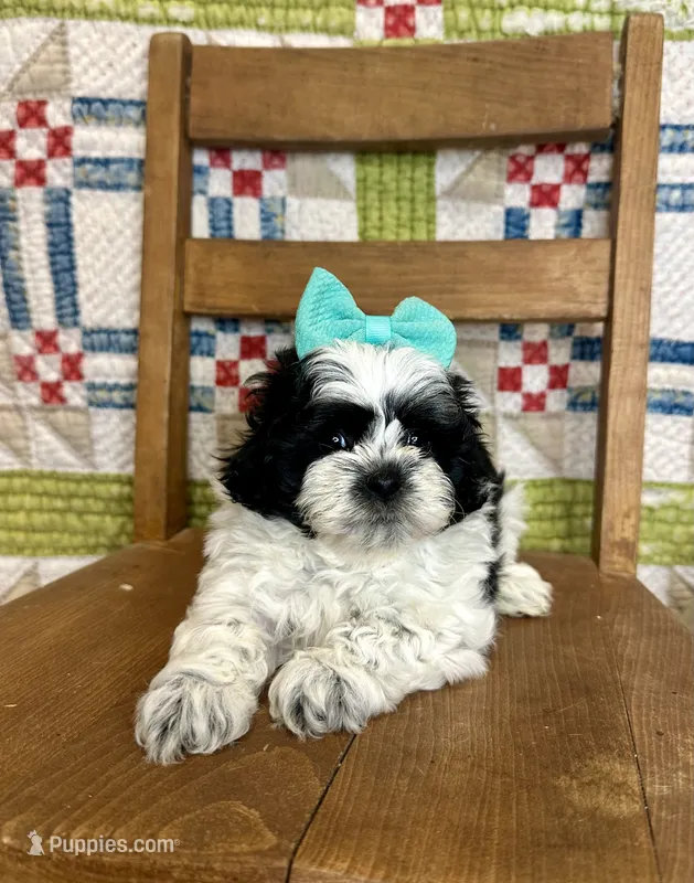 Janet – Shihpoo puppy for sale in Rolla, MO