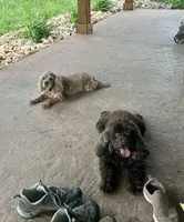 Nova, a female Cocker Spaniel for sale in Rolla, MO – 3 of 4
